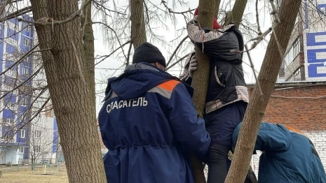 В Коврове спасатели сняли застрявшего на дереве ребенка