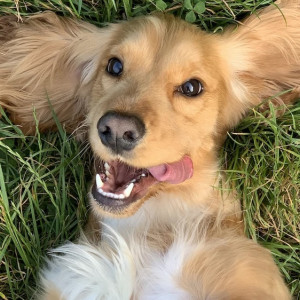 Во Владимирской области нашли три новых очага бешенства