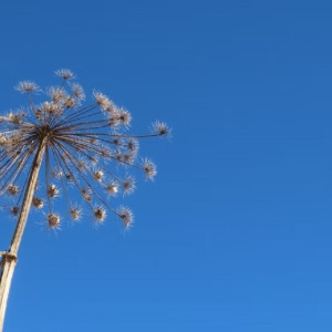 Во Владимирской области купят грейдеры для борьбы с борщевиком