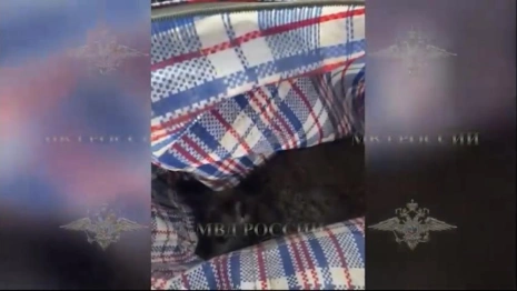 Задержанного во Владимирской области похитителя кенгуру отправили в психбольницу