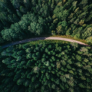 Во Владимирской области «черный лесоруб» остался без денег и сосен