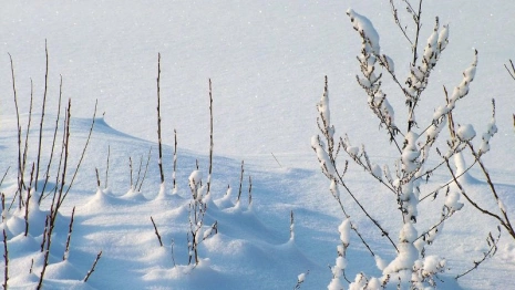 Прогноз погоды во Владимирской области на 20 января