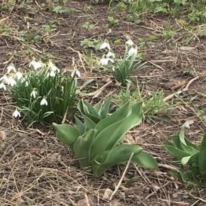 Во Владимирской области заметили первые подснежники