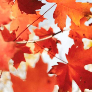 Рабочая неделя во Владимирской области начнется с потепления 