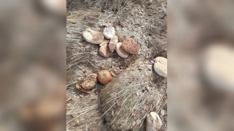 Под Вязниками обнаружили кладбище хлеба
