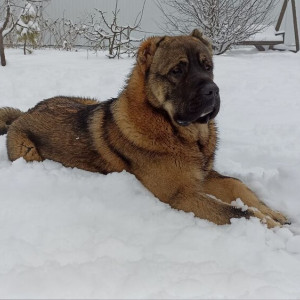 Владимирскую область завалило снегом