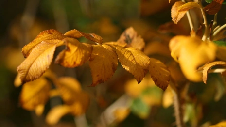 Во Владимирскую область придет теплая золотая осень