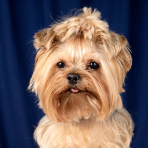 В Муроме хозяева растерзанного терьера Оскара добились выплаты в 68 тысяч