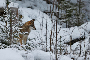 Во Владимирской области пересчитают диких зверей