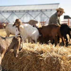 Во Владимирской области оформляют документы для открытия аграрного университета