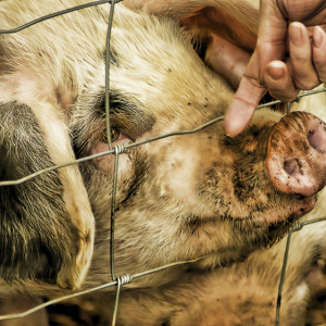 Во Владимирской области заподозрили первый случай африканской чумы свиней