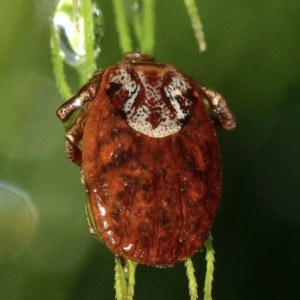 Во Владимирской области с людей сняли 7 зараженных болезнью Лайма клещей