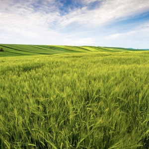 Владимирские участки экстремистов-олигархов из Украины отошли России