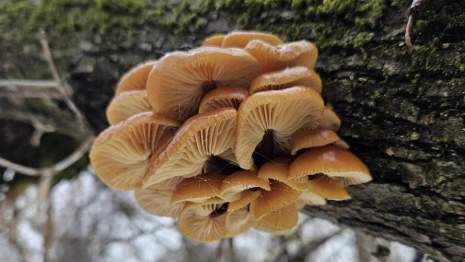 В лесах Владимирской области появились зимние опята