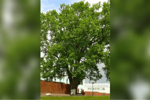 Владимирский дуб номинировали на звание главного дерева страны