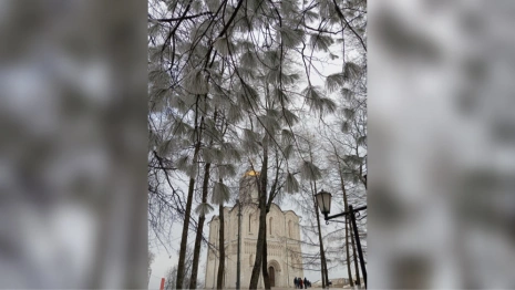 Во Владимире показали покрытый инеем парк у Дмитриевского собора