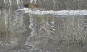 Во Владимирской области сняли на видео передвижение зубра во время паводка