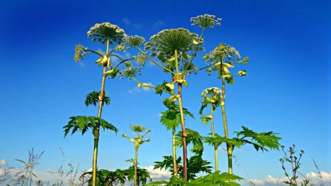 Во Владимирской области уничтожат 500 га растущего вдоль дорог борщевика 