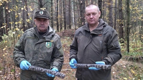 Ветеринары вакцинировали лесных обитателей Владимирской области от бешенства