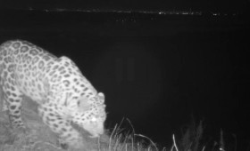 Россияне выбирают имя для третьего котёнка дальневосточного леопарда