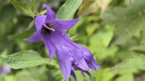 Из парка у ДТЮ во Владимире перенесли краснокнижные растения и рыб