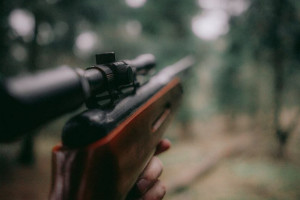 В Суздале будут судить застрелившего лосиху браконьера