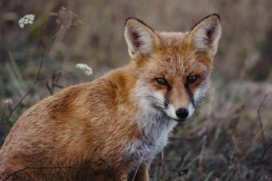 В Собинском районе выявили бешенство у домашнего кота и лисы