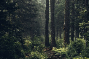 В лесу в Петушинском районе заблудилась 90-летняя бабушка