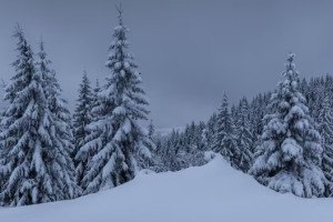 Пропавшего в Муроме 12-летнего мальчика нашли живым