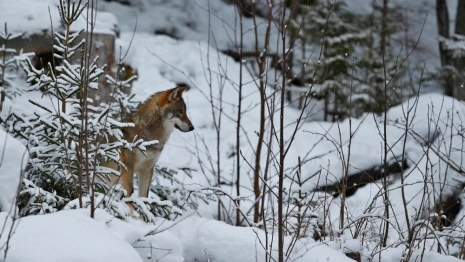 Во Владимирской области пересчитают диких зверей