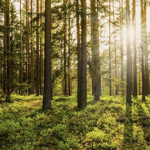 Пропавшую во Владимире 44-летнюю женщину нашли живой спустя неделю