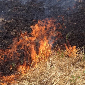 Во Владимирской области 11 пожаров выжгли 18 га сухой травы