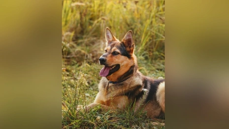Во Владимире назвали номера для отлова бездомных собак 