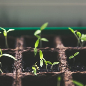 В Коврове дачники могут лишиться участков