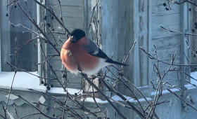 В одном из дворов Владимира заметили снегирей