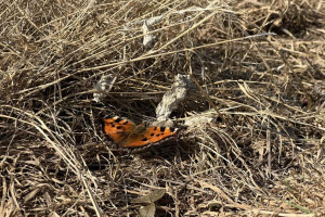 Жителей Владимирской области предупредили об аномальной жаре с 1 по 4 апреля
