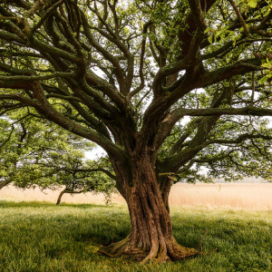 Федот Овсяник: что можно и нельзя делать 31 мая