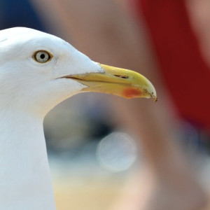 Во Владимирской области выявили второй очаг птичьего гриппа