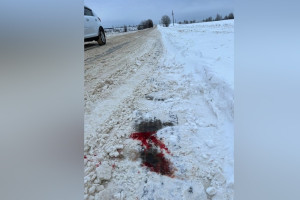 Во Владимирской области расстрел собак привел к полицейской проверке