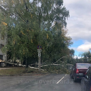 Во Владимире упавшие из-за сильного ветра березы перекрыли дороги
