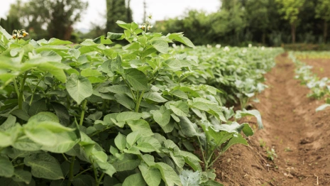 Евдокия Свистунья: что можно и нельзя делать 30 мая