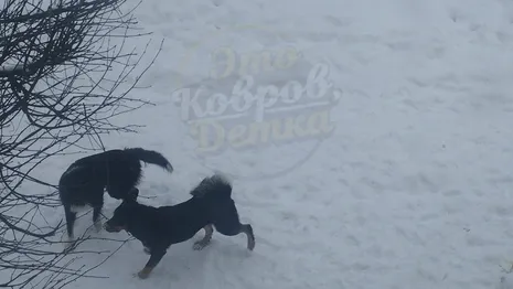 Жители Коврова испугались стаи бродячих псов