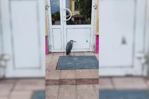 В Муроме около торгового центра нашли цаплю