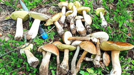 Жители Владимирской области показали собранные в лесах килограммы грибов