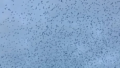 Огромную стаю птиц сняли на видео во Владимирской области