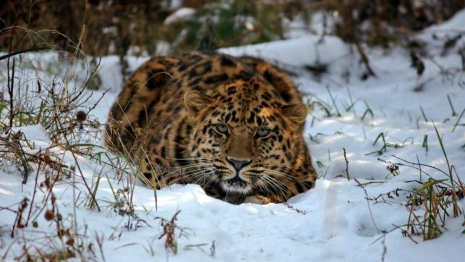 В России профинансировали техобеспечение научных исследований нацпарка «Земля леопарда» 