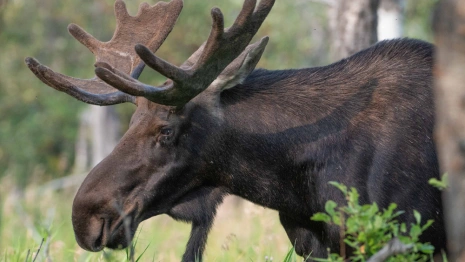 Во Владимирской области водитель сбил лося
