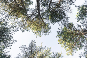 Прогноз погоды во Владимире и области на 25 мая