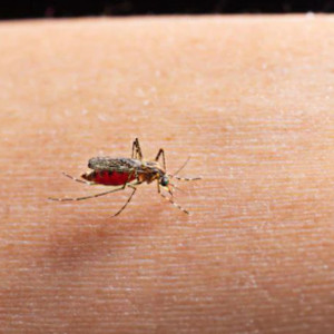 Комаров из Владимирской области будут обследовать на лихорадку Западного Нила