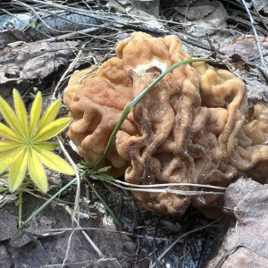 Гайд «День во Владимире». Сбор каких грибов может обернуться уголовным делом